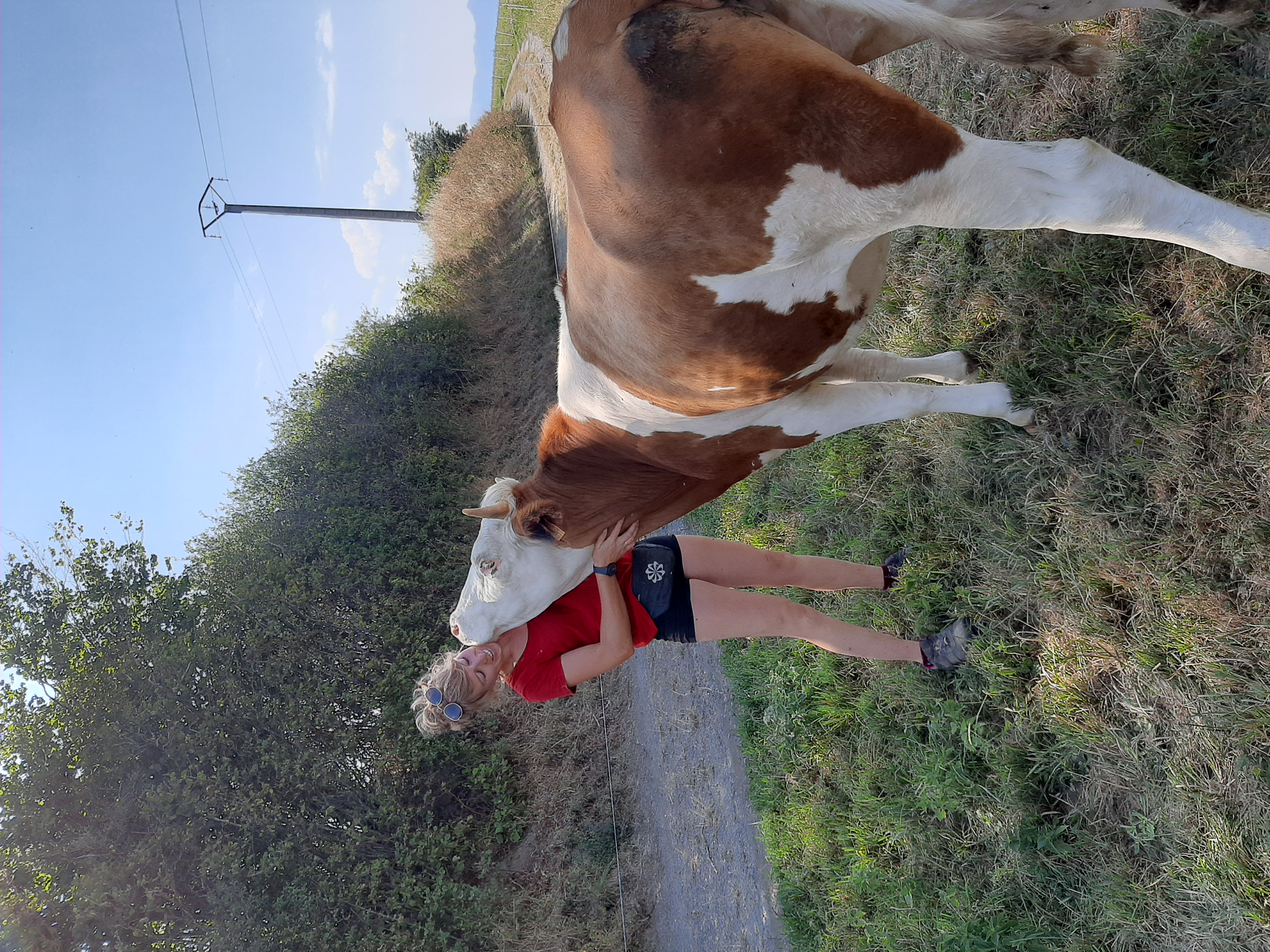 Troupeau GAEC Normand